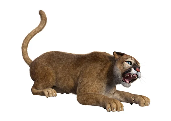 3D rendering Big Cat Puma op wit — Stockfoto