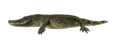 3D render Amerikan timsah beyaz