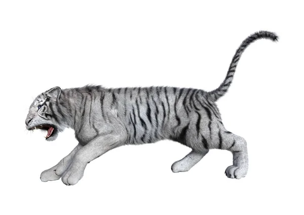 3D rendering vit Tiger på vit — Stockfoto