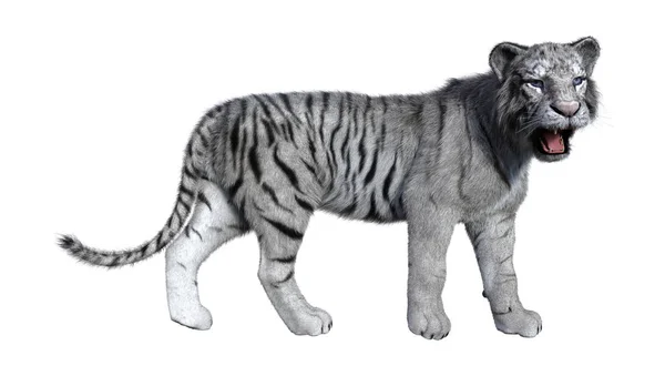 3D Rendering tigre bianca su bianco — Foto Stock