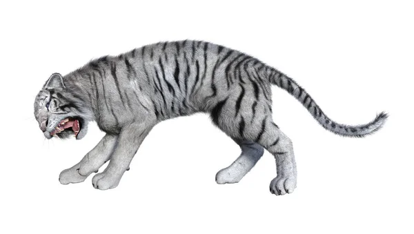 3D Rendering weißer Tiger auf weiss — Stockfoto