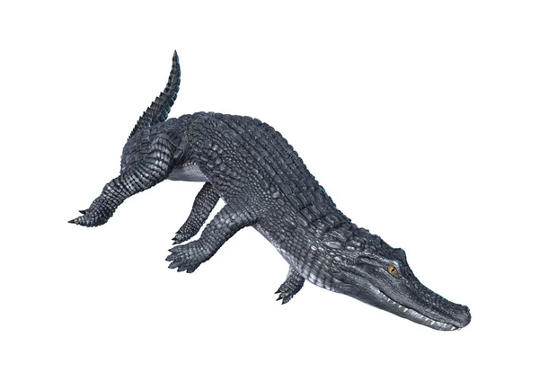 3D renderização jacaré Caiman em branco — Fotografia de Stock