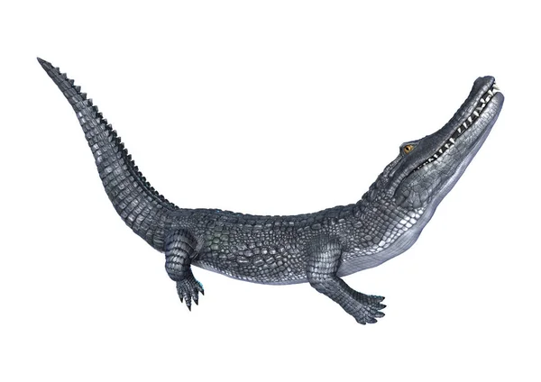 Representación 3D caimán caimán en blanco —  Fotos de Stock
