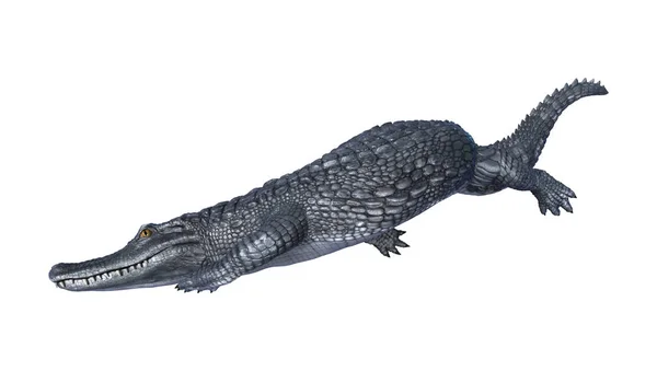 3D rendering Alligator kajman på vit — Stockfoto