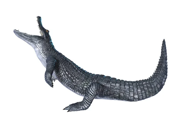 3D renderização jacaré Caiman em branco — Fotografia de Stock