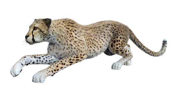 Representación 3D Big Cat Cheetah en blanco —  Fotos de Stock