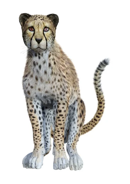 3D render büyük kedi Cheetah beyaz