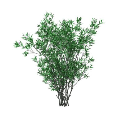 3D render zakkum Bush ile beyaz çiçekler