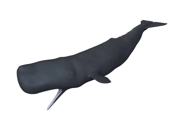 3D Rendering Sperm Whale or Cachalot on White — Stock Photo, Image