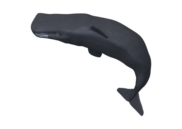 3D рендеринг спермы кит или кашалот на белом — стоковое фото