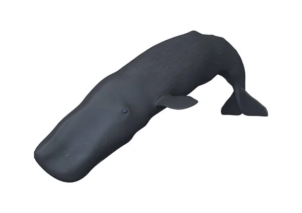 3D Rendering Sperm Whale or Cachalot on White — Stock Photo, Image