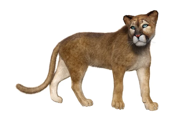 3D rendering stor katt Puma på vit — Stockfoto