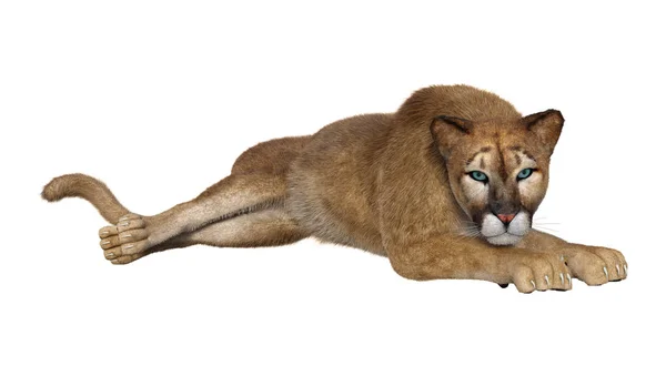 3D rendering stor katt Puma på vit — Stockfoto