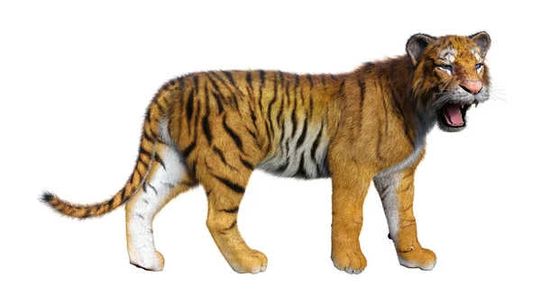 Representación 3D Big Cat Tiger en blanco — Foto de Stock