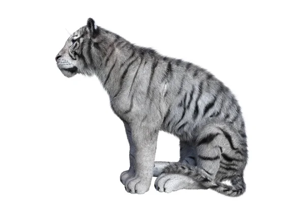 3D Rendering tigre bianca su bianco — Foto Stock