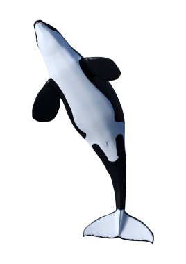 3D render katil balina Orca balinasının derisindeki beyaz