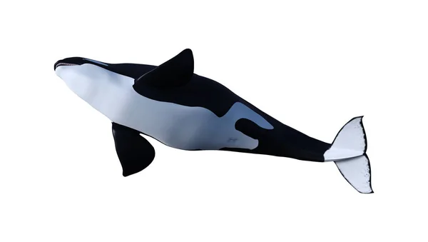 3D rendu Orca Killer Baleine veau sur blanc — Photo