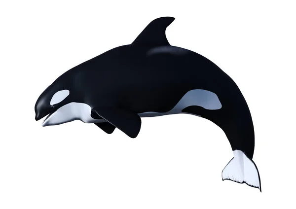 3D Rendering Orca Killerwal Kalb auf weiß — Stockfoto