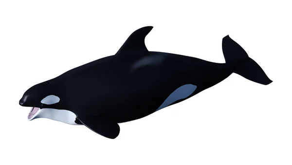 3D Rendering Orca Killerwal Kalb auf weiß — Stockfoto