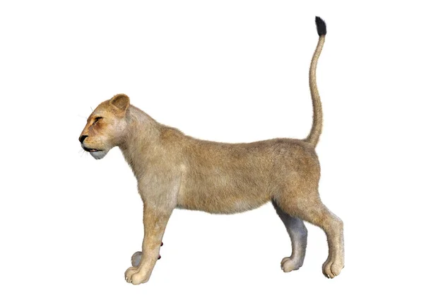Representación 3D león femenino en blanco — Foto de Stock