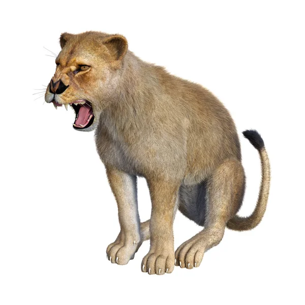 3D Rendering Löwenweibchen auf Weiß — Stockfoto