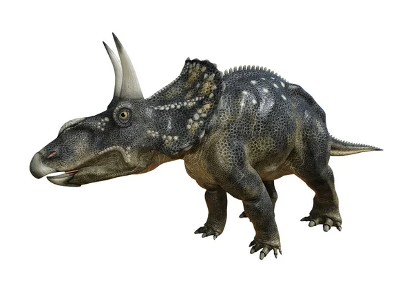 화이트에 3d 렌더링 공룡 Diceratops — 스톡 사진