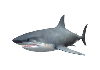 Beyaz Üzerine 3D Rending Megalodon Shark