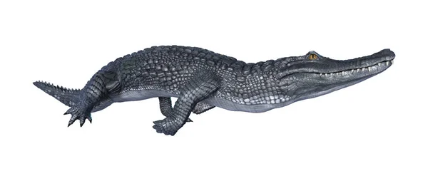 3D renderowania aligator Kajman na białym — Zdjęcie stockowe