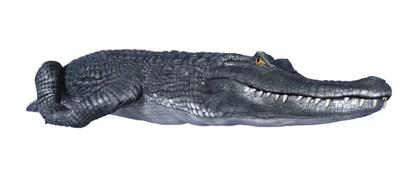 Alligatore di rendering 3D Caiman su bianco — Foto Stock