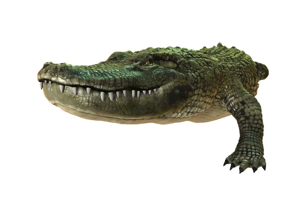 3D-рендеринг американского аллигатора на белом — стоковое фото