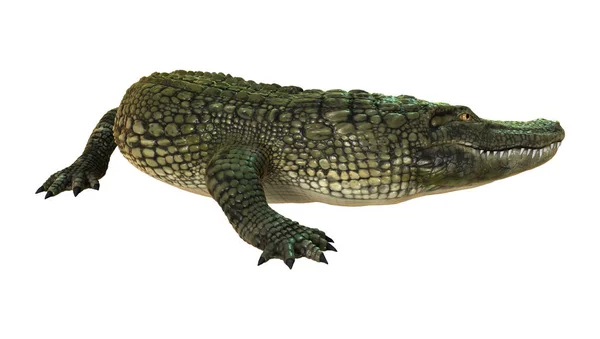 Renderizado 3D caimán americano en blanco —  Fotos de Stock