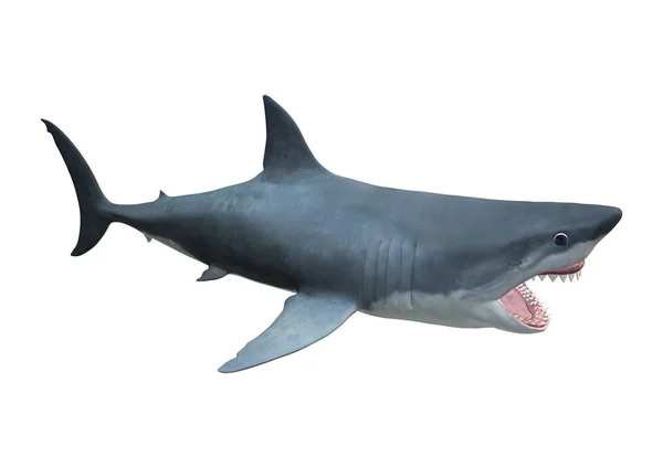 3D-Rendering Megalodon Shark på vitt — Stockfoto