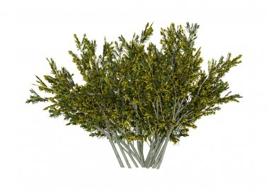 3D Rendering Creosote Bush on White clipart