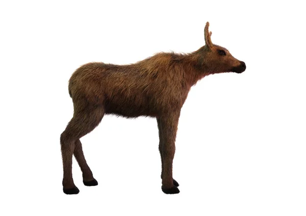 Representación 3D de Moose Calf en Blanco — Foto de Stock