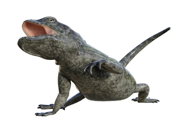 3D rendering Chuckwalla op wit — Stockfoto