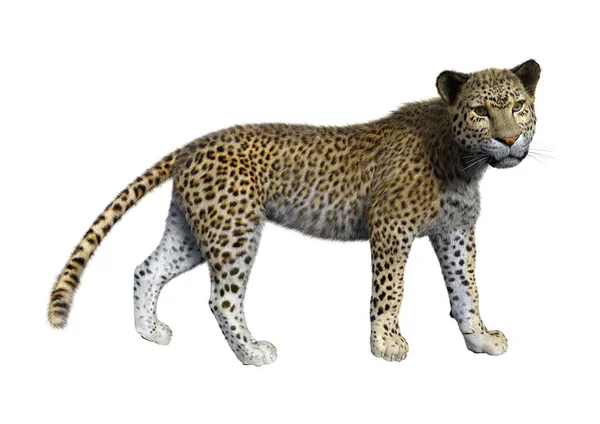 화이트에 3d 렌더링 큰 고양이 표범 — 스톡 사진