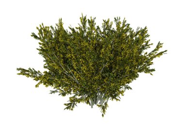 3D render kreozot Bush Beyaz