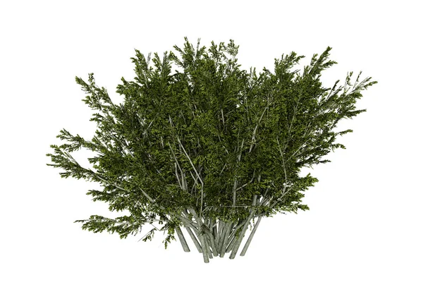 Representación 3D Creosote Bush en blanco — Foto de Stock