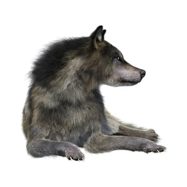 Beyaz üzerinde 3D render gri kurt