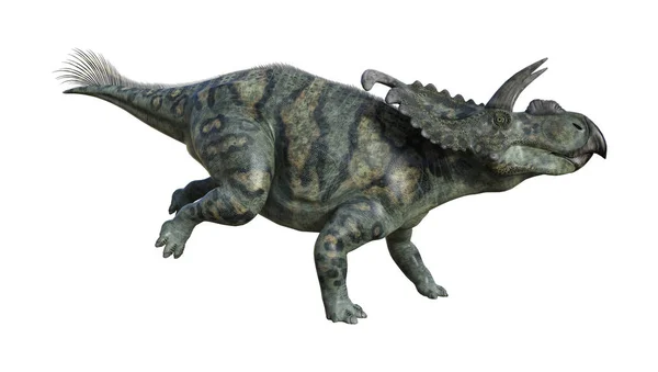 3D рендерингу динозаврів Альбертацератопів на білому — стокове фото