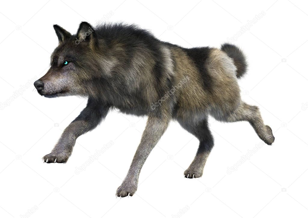 3D Rendering Gray Wolf on White