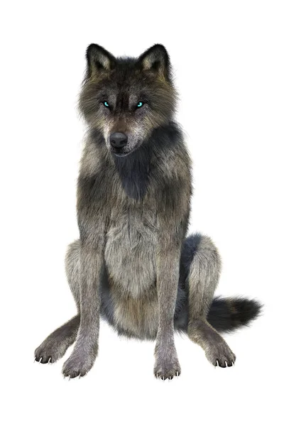 Representación 3D Lobo gris en blanco — Foto de Stock