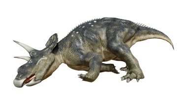 3D render dinozor Diceratops beyaz