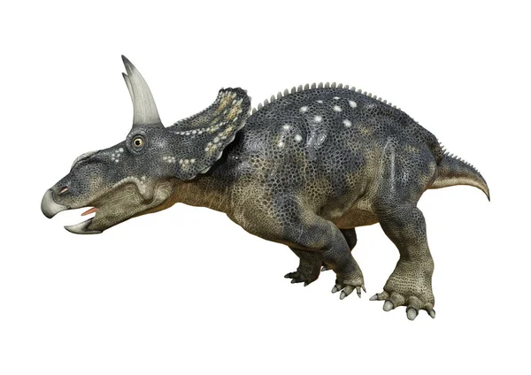 Diceratops dinosaures rendu 3D sur blanc — Photo