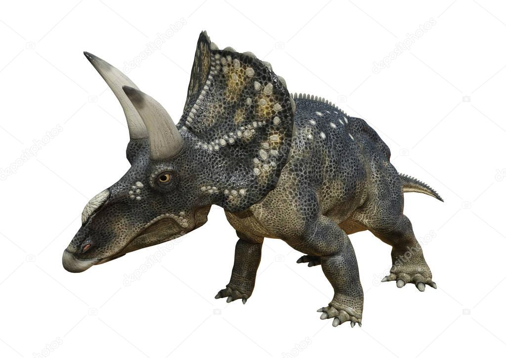 3D Rendering Dinosaur Diceratops on White