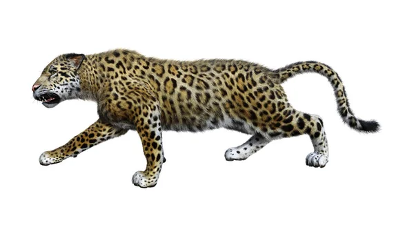 3D Rendering Big Cat Jaguar on White — Stock Photo, Image