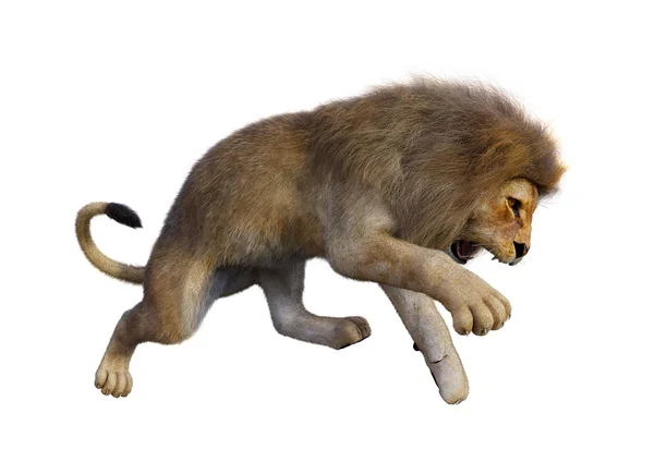 3D renderização Leão Masculino em Branco — Fotografia de Stock