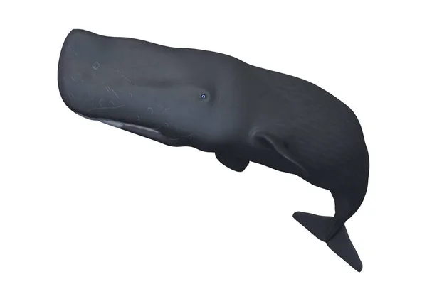 3D Rendering Sperm Whale or Cachalot on White — Stock Photo, Image