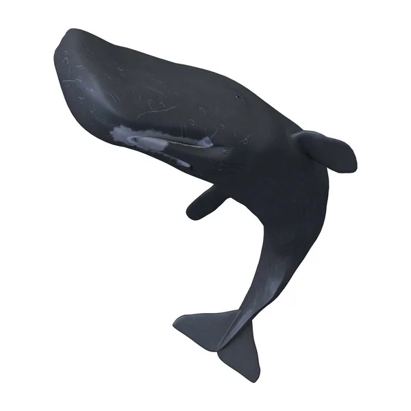 3D Rendering Sperm Whale or Cachalot on White — Stock Photo, Image