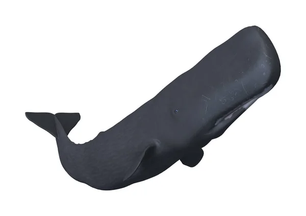 3D render İspermeçet balinası ya da beyaz balina — Stok fotoğraf